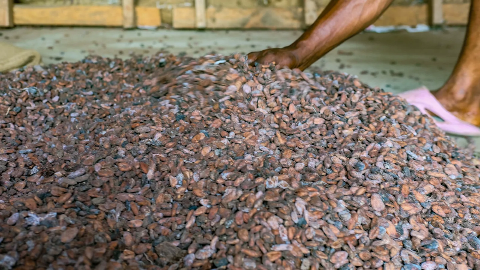 Biji koko dihamparkan untuk dikeringkan selepas fermentasi