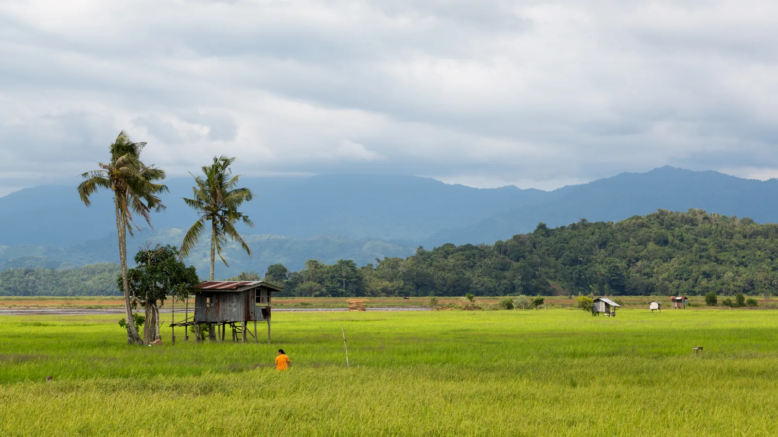 Sawah padi di Kota Belud, Sabah